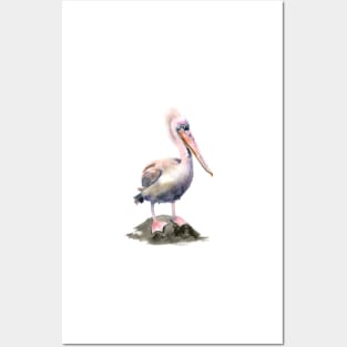 Pelican -Watercolor art Posters and Art